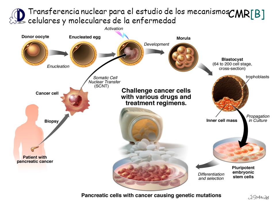 Transferencia nuclear para el estudio de los mecanismos celulares y moleculares de la enfermedad