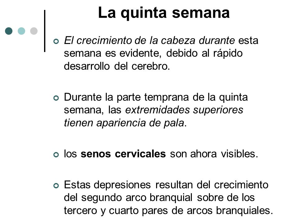 La quinta semana El crecimiento de la cabeza durante esta semana es evidente, debido al rápido desarrollo del cerebro.