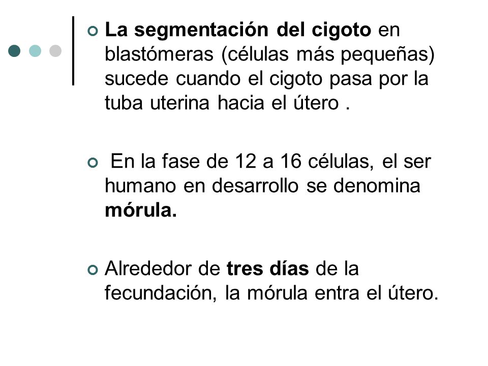 La segmentación del cigoto en blastómeras (células más pequeñas) sucede cuando el cigoto pasa por la tuba uterina hacia el útero .