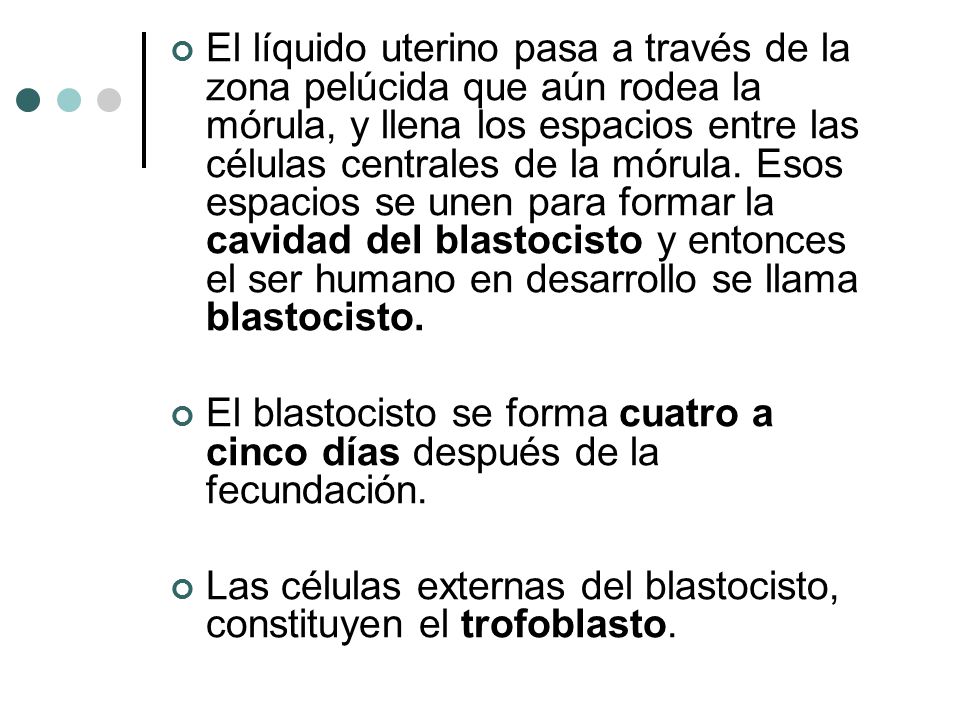 El líquido uterino pasa a través de la zona pelúcida que aún rodea la mórula, y llena los espacios entre las células centrales de la mórula. Esos espacios se unen para formar la cavidad del blastocisto y entonces el ser humano en desarrollo se llama blastocisto.