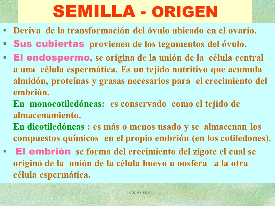 SEMILLA - ORIGEN Deriva de la transformación del óvulo ubicado en el ovario. Sus cubiertas provienen de los tegumentos del óvulo.
