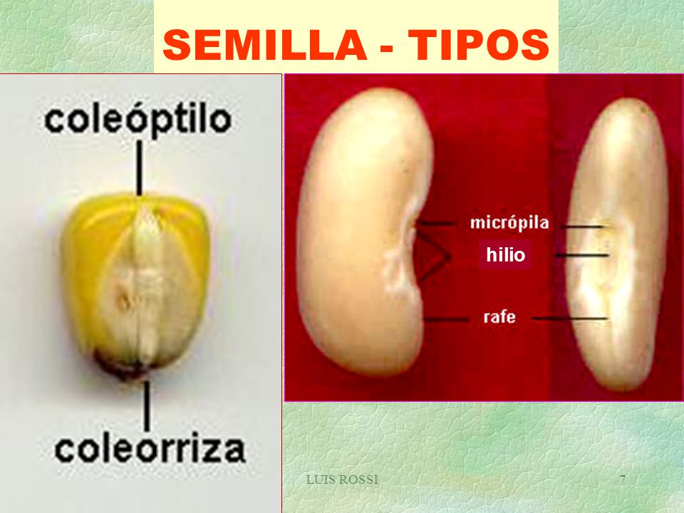 SEMILLA - TIPOS hilio LUIS ROSSI
