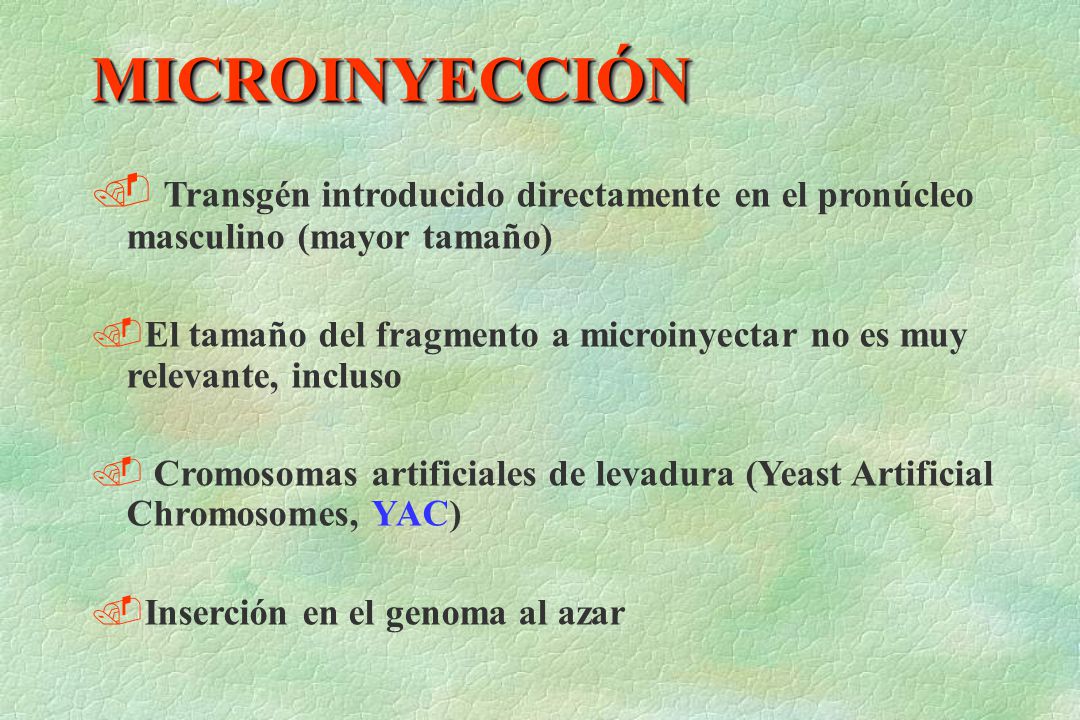 MICROINYECCIÓN Transgén introducido directamente en el pronúcleo masculino (mayor tamaño)
