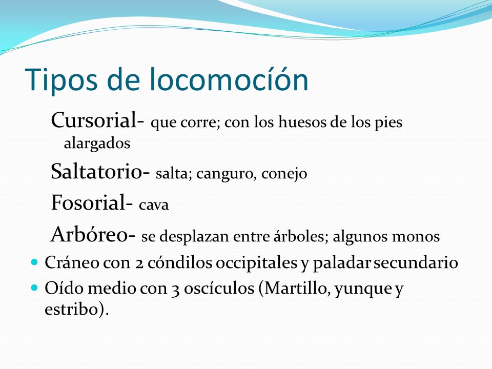 Tipos de locomocíón Cursorial- que corre; con los huesos de los pies alargados. Saltatorio- salta; canguro, conejo.