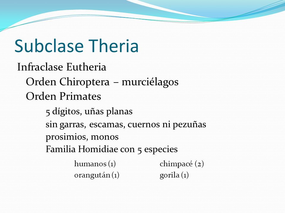 Subclase Theria Infraclase Eutheria Orden Chiroptera – murciélagos