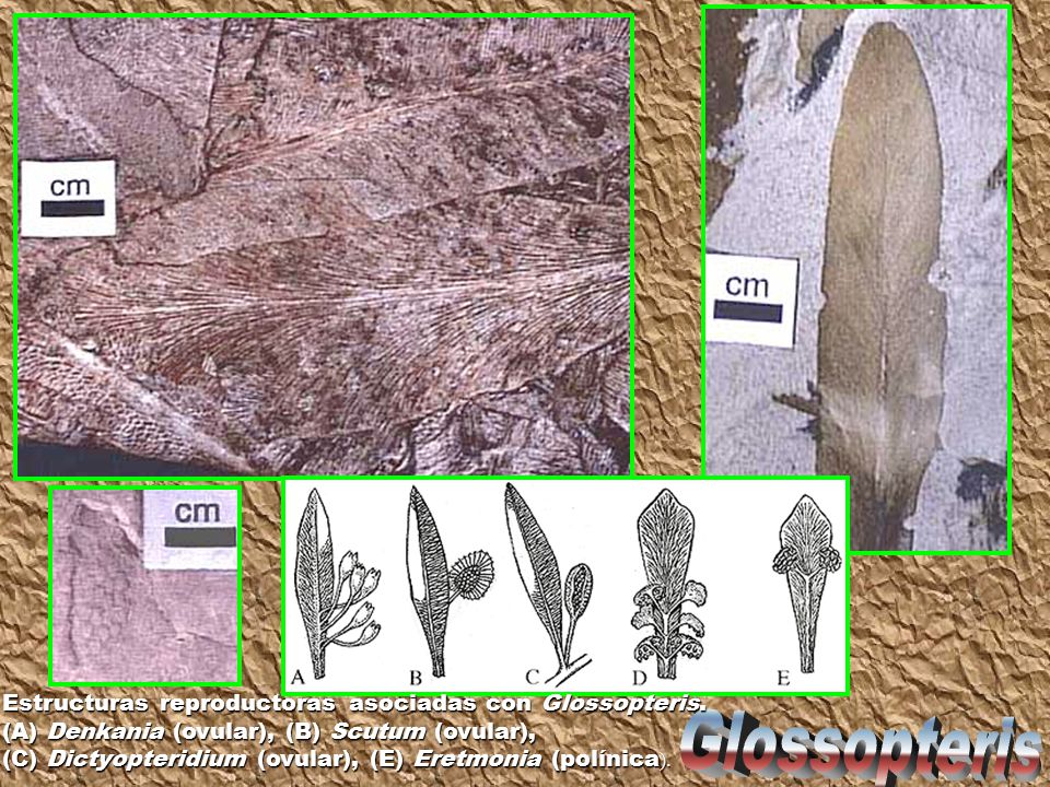 Glossopteris Estructuras reproductoras asociadas con Glossopteris.