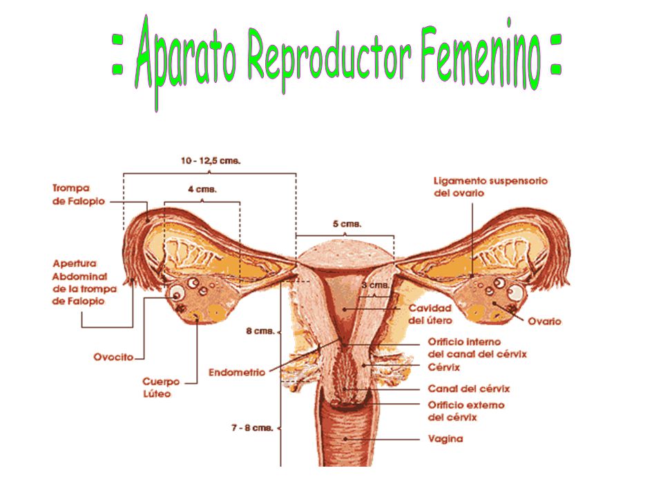 = Aparato Reproductor Femenino =