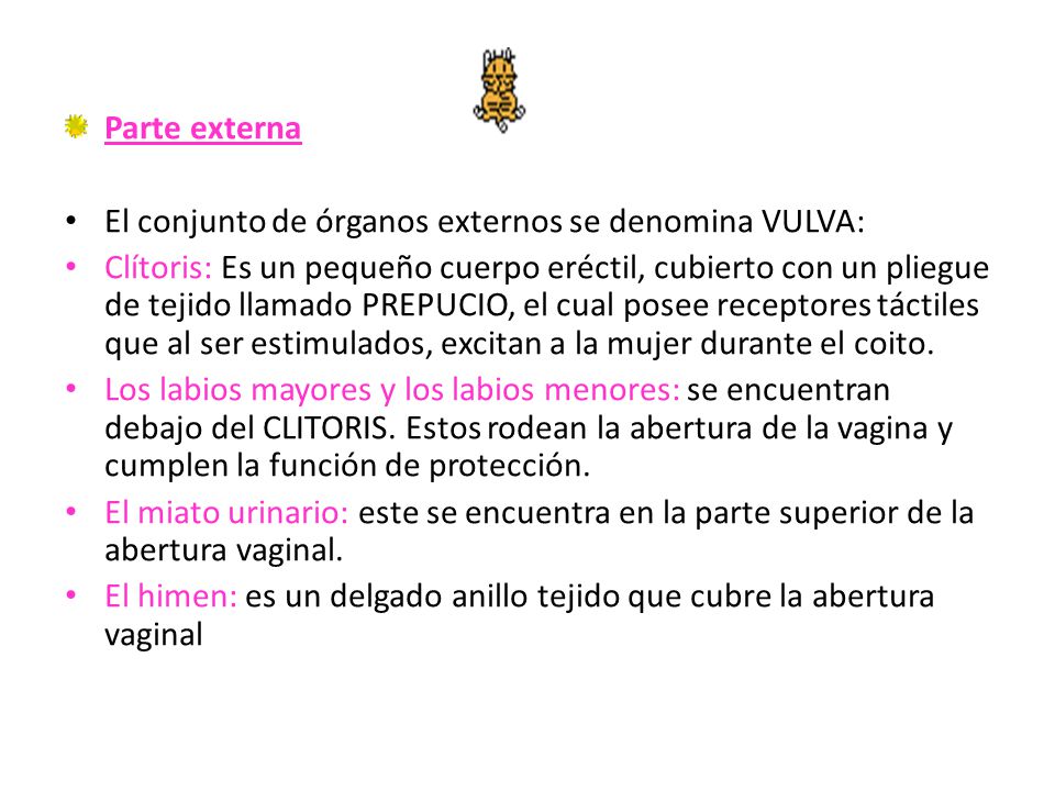 Parte externa El conjunto de órganos externos se denomina VULVA: