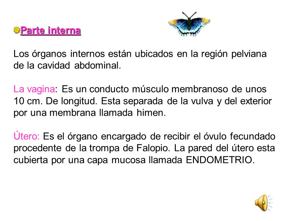 Parte interna Los órganos internos están ubicados en la región pelviana de la cavidad abdominal.