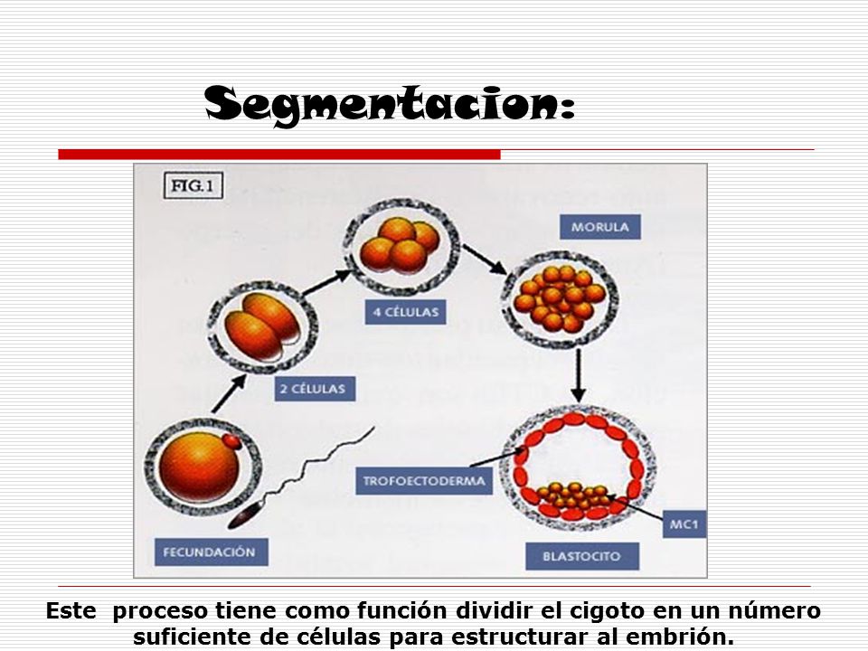 Segmentacion: Este proceso tiene como función dividir el cigoto en un número suficiente de células para estructurar al embrión.
