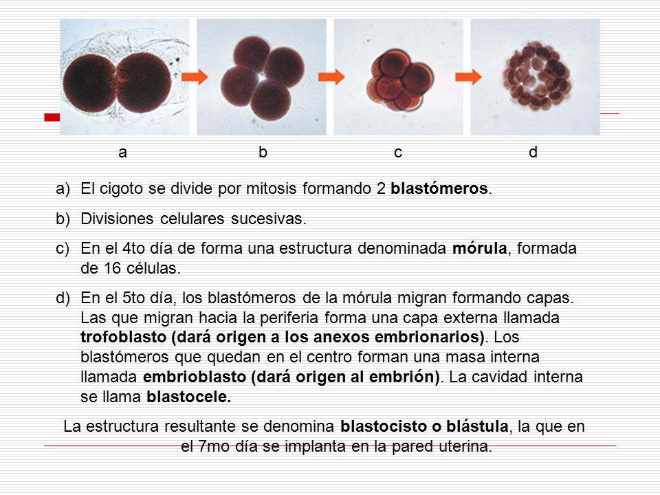 a b. c. d. El cigoto se divide por mitosis formando 2 blastómeros. Divisiones celulares sucesivas.