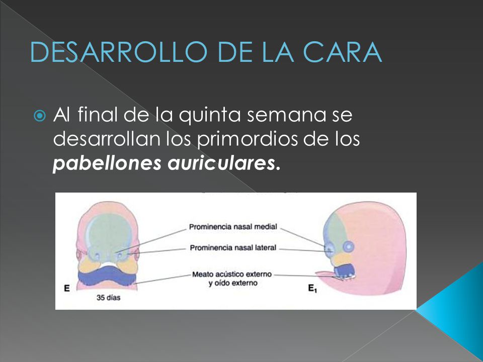 DESARROLLO DE LA CARA Al final de la quinta semana se desarrollan los primordios de los pabellones auriculares.