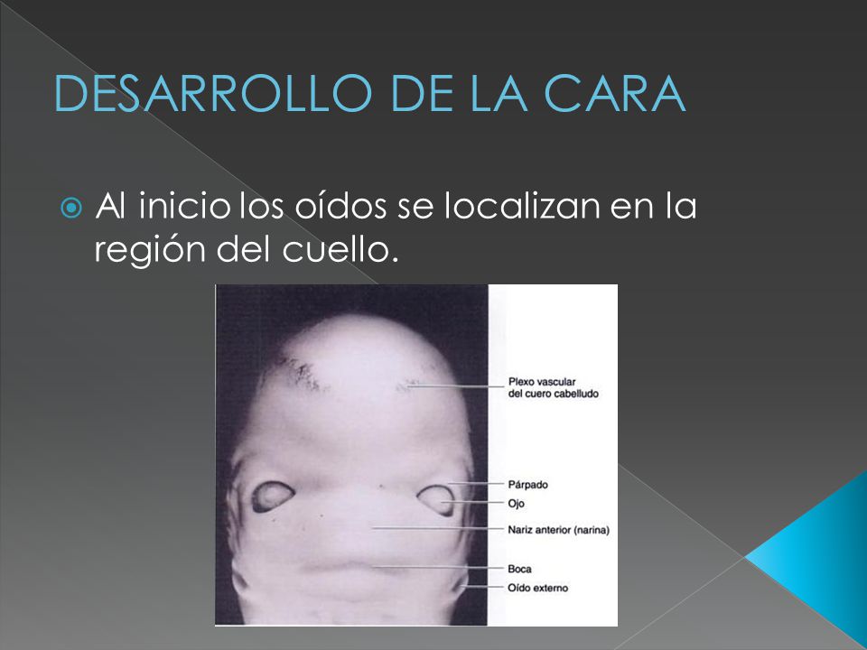 DESARROLLO DE LA CARA Al inicio los oídos se localizan en la región del cuello.