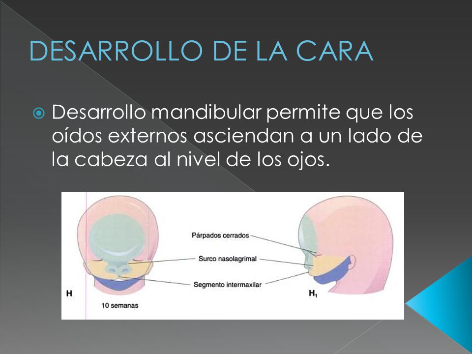 DESARROLLO DE LA CARA Desarrollo mandibular permite que los oídos externos asciendan a un lado de la cabeza al nivel de los ojos.
