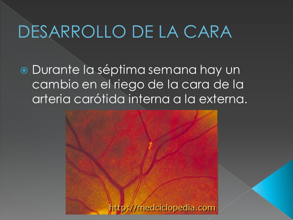 DESARROLLO DE LA CARA Durante la séptima semana hay un cambio en el riego de la cara de la arteria carótida interna a la externa.