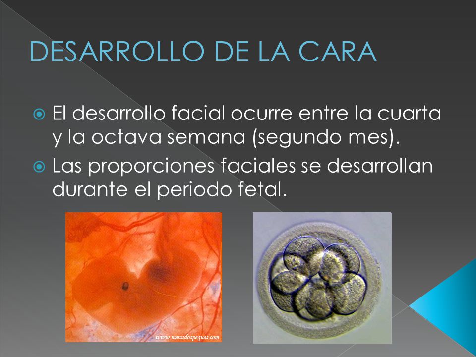 DESARROLLO DE LA CARA El desarrollo facial ocurre entre la cuarta y la octava semana (segundo mes).
