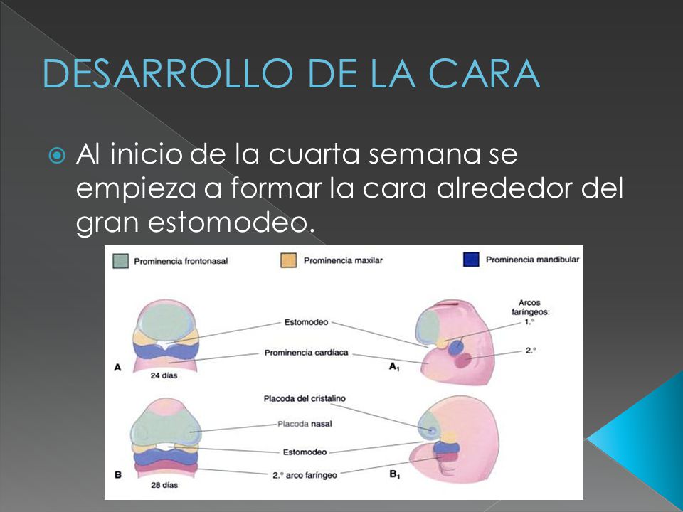 DESARROLLO DE LA CARA Al inicio de la cuarta semana se empieza a formar la cara alrededor del gran estomodeo.