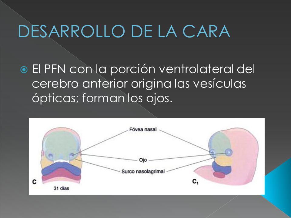 DESARROLLO DE LA CARA El PFN con la porción ventrolateral del cerebro anterior origina las vesículas ópticas; forman los ojos.
