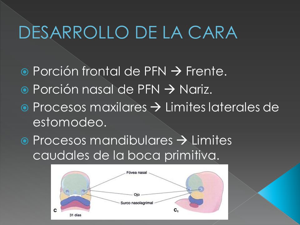 DESARROLLO DE LA CARA Porción frontal de PFN  Frente.
