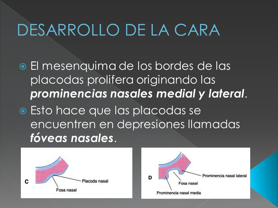 DESARROLLO DE LA CARA El mesenquima de los bordes de las placodas prolifera originando las prominencias nasales medial y lateral.