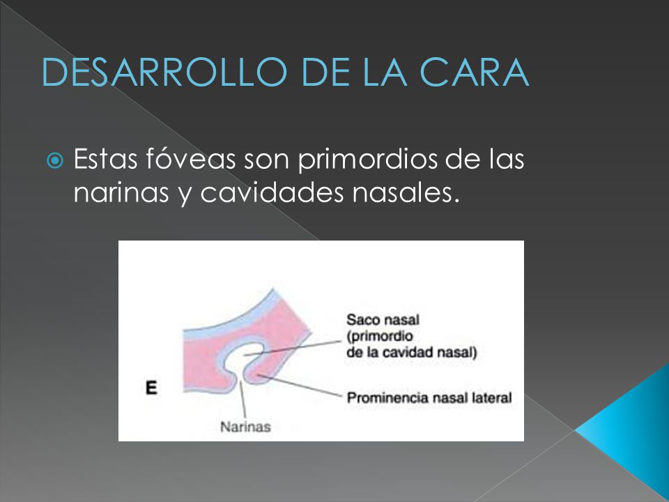 DESARROLLO DE LA CARA Estas fóveas son primordios de las narinas y cavidades nasales.