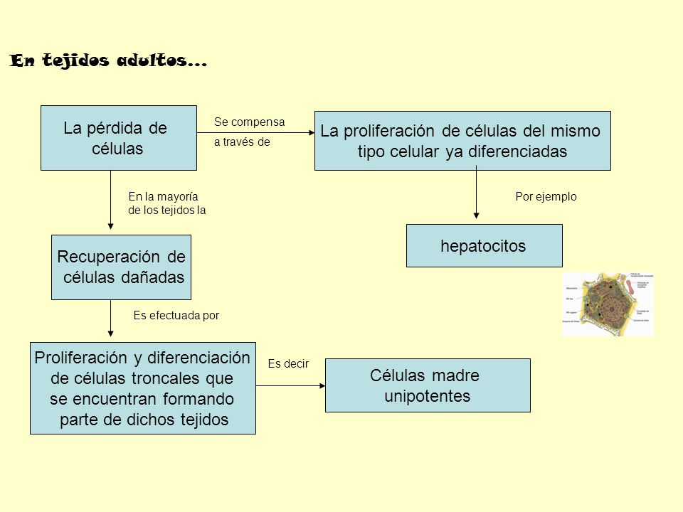 La proliferación de células del mismo tipo celular ya diferenciadas