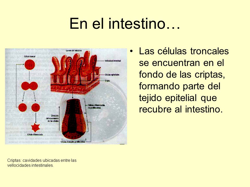 En el intestino… Las células troncales se encuentran en el fondo de las criptas, formando parte del tejido epitelial que recubre al intestino.