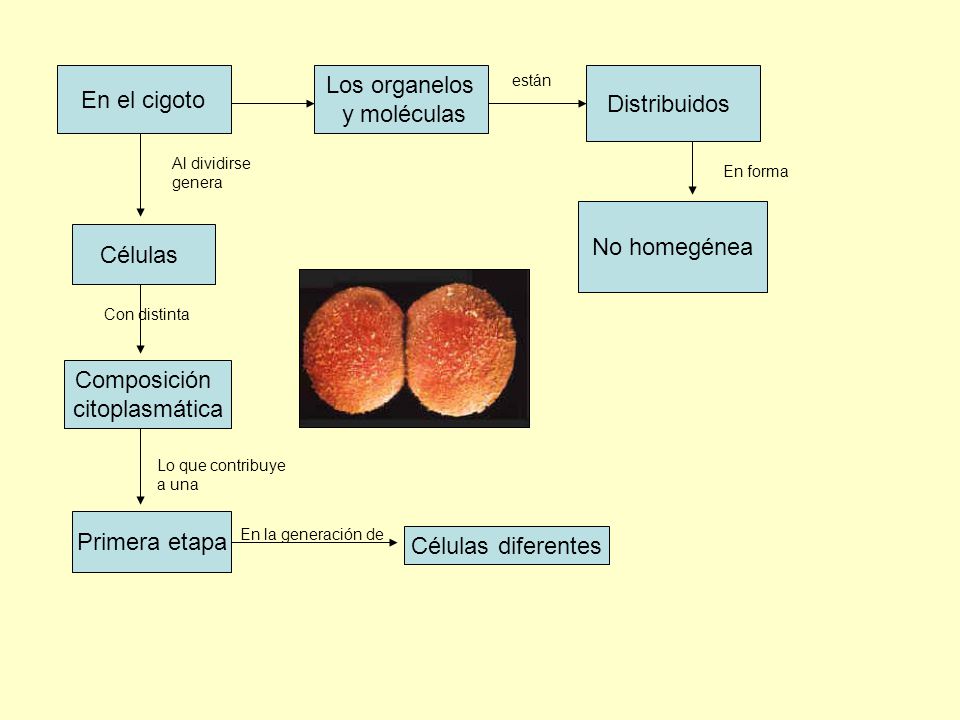 Los organelos En el cigoto Distribuidos y moléculas No homegénea
