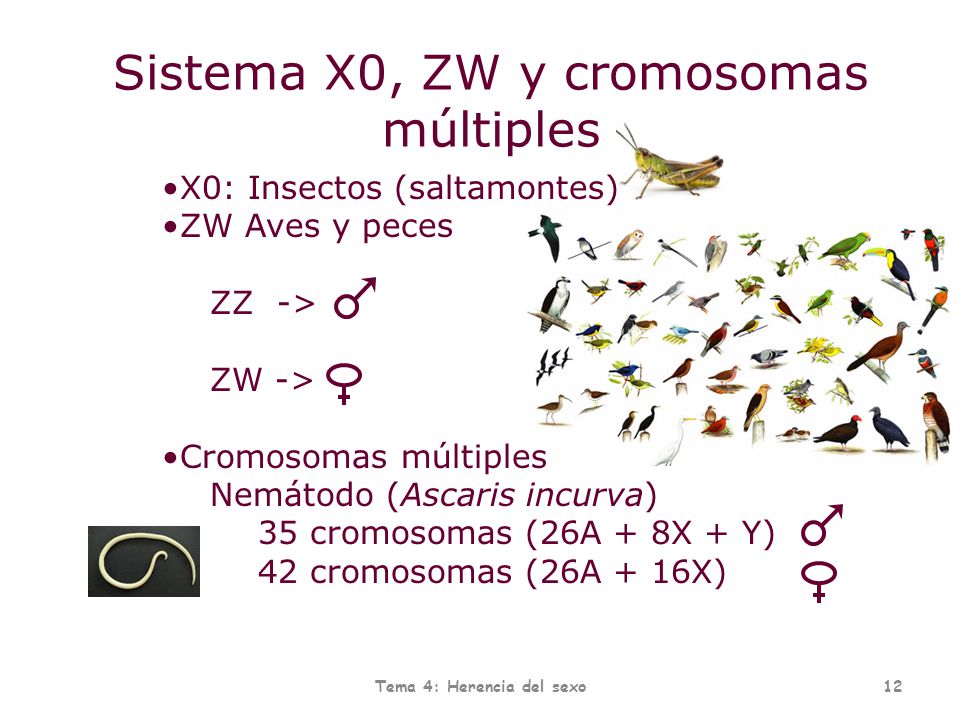 Tema 4: Herencia del sexo