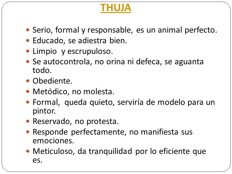 THUJA Serio, formal y responsable, es un animal perfecto.