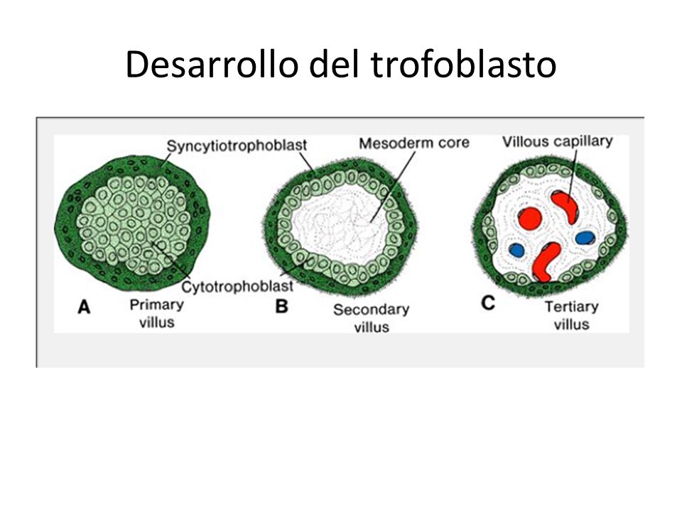 Desarrollo del trofoblasto