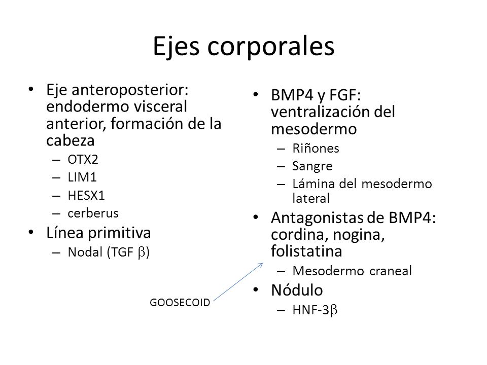 Ejes corporales Eje anteroposterior: endodermo visceral anterior, formación de la cabeza. OTX2. LIM1.