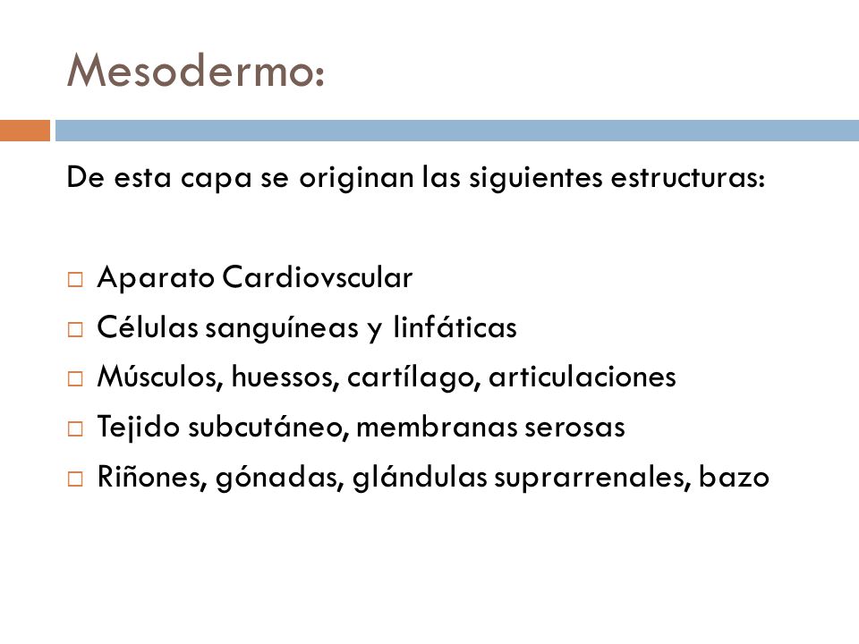 Mesodermo: De esta capa se originan las siguientes estructuras: