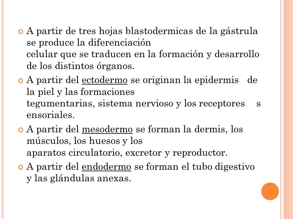 A partir de tres hojas blastodermicas de la gástrula se produce la diferenciación celular que se traducen en la formación y desarrollo de los distintos órganos.