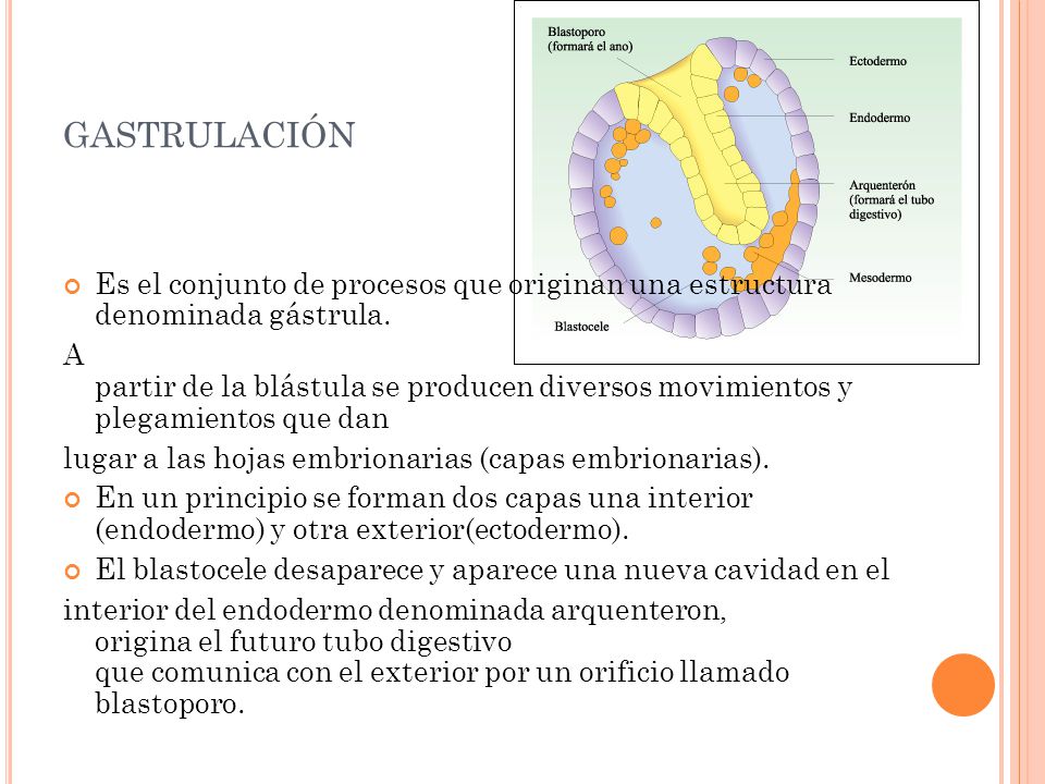 gastrulación Es el conjunto de procesos que originan una estructura denominada gástrula.
