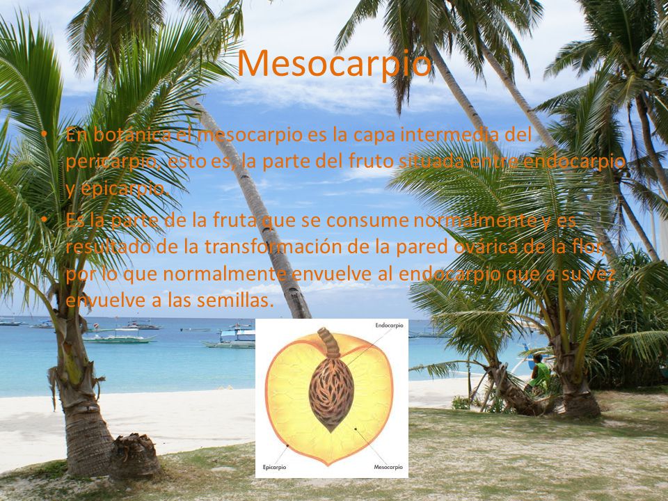 Mesocarpio En botánica el mesocarpio es la capa intermedia del pericarpio, esto es, la parte del fruto situada entre endocarpio y epicarpio.