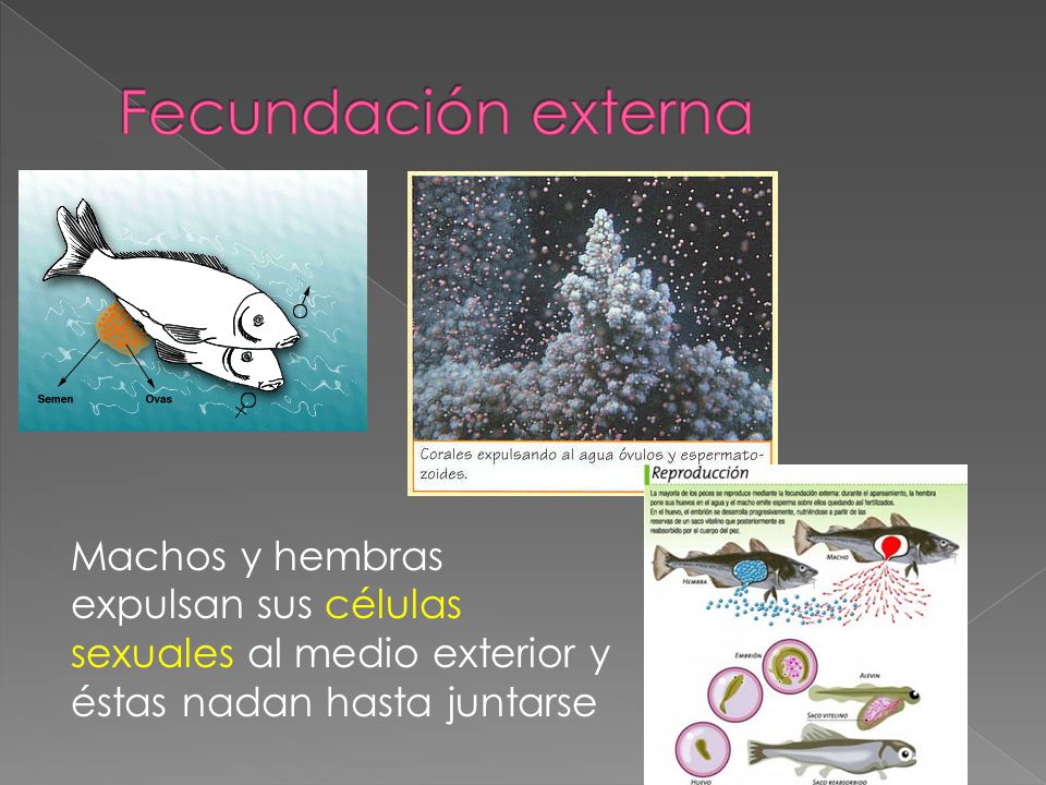 Fecundación externa Machos y hembras expulsan sus células sexuales al medio exterior y éstas nadan hasta juntarse.