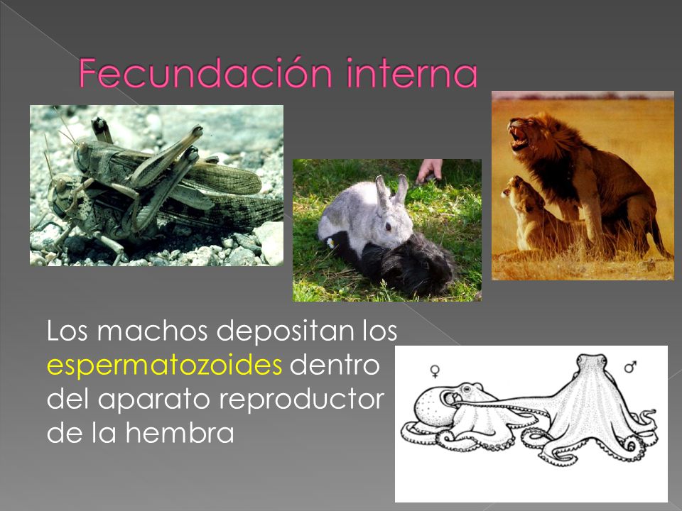 Fecundación interna Los machos depositan los espermatozoides dentro del aparato reproductor de la hembra.