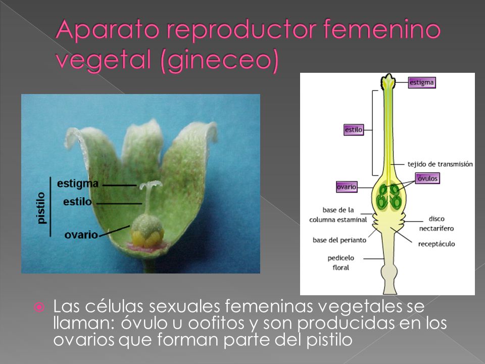 Aparato reproductor femenino vegetal (gineceo)