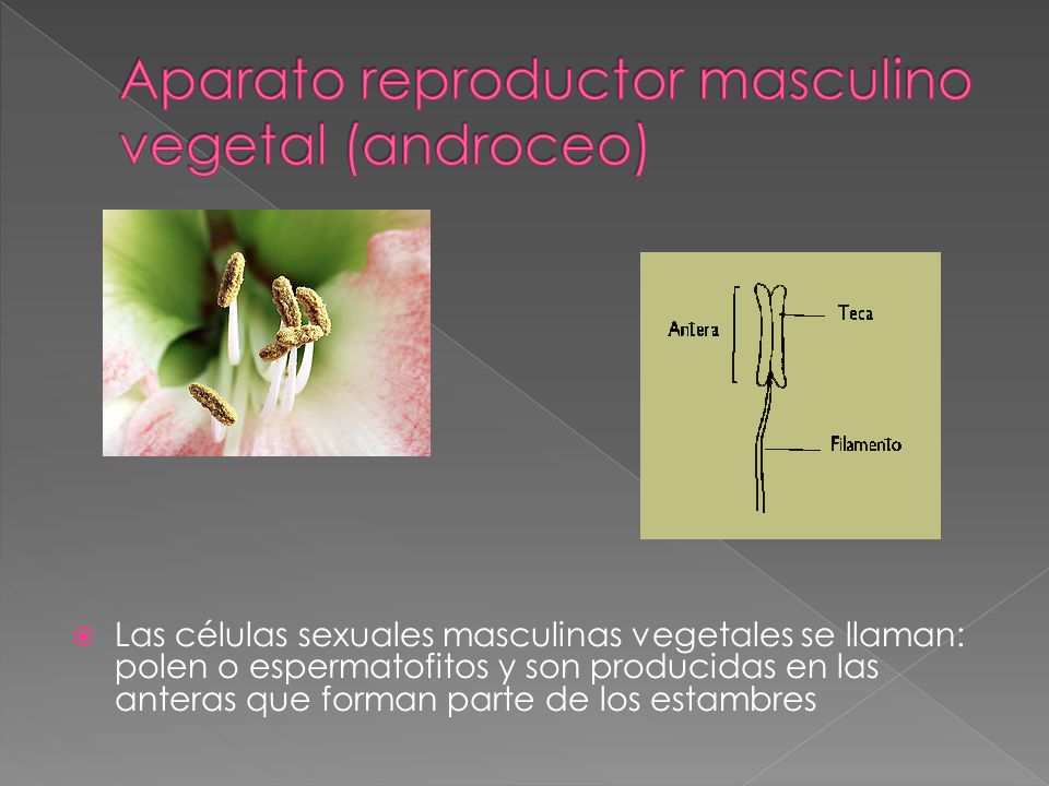 Aparato reproductor masculino vegetal (androceo)