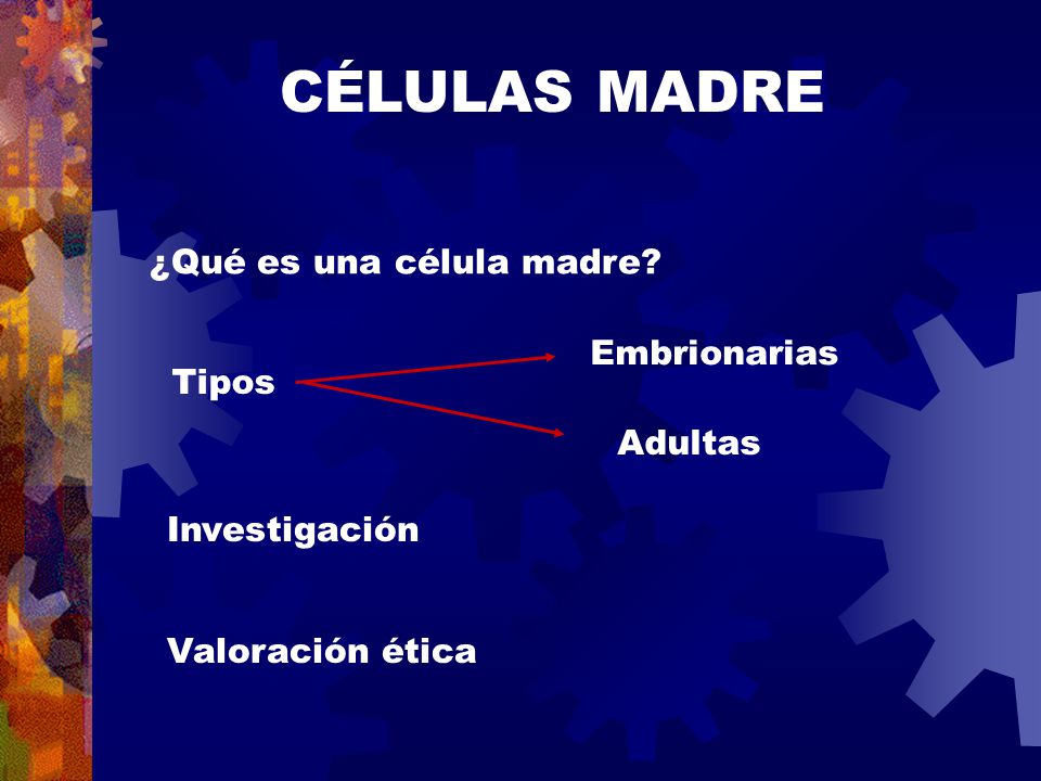CÉLULAS MADRE ¿Qué es una célula madre Embrionarias Tipos Adultas