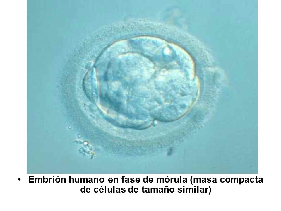 Embrión humano en fase de mórula (masa compacta de células de tamaño similar)