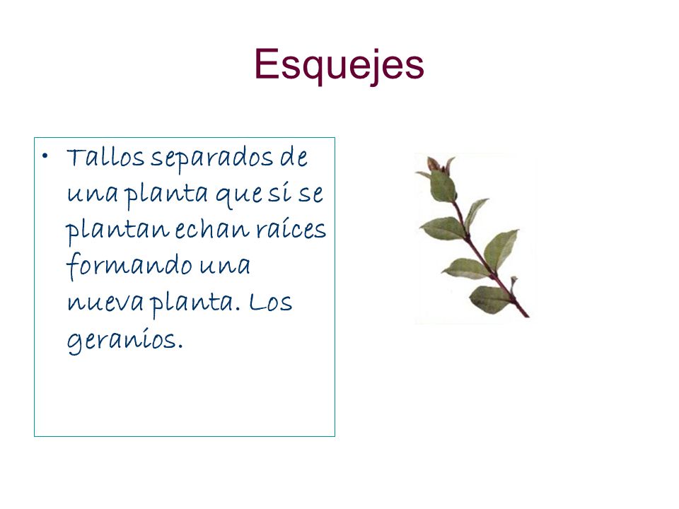Esquejes Tallos separados de una planta que si se plantan echan raíces formando una nueva planta.
