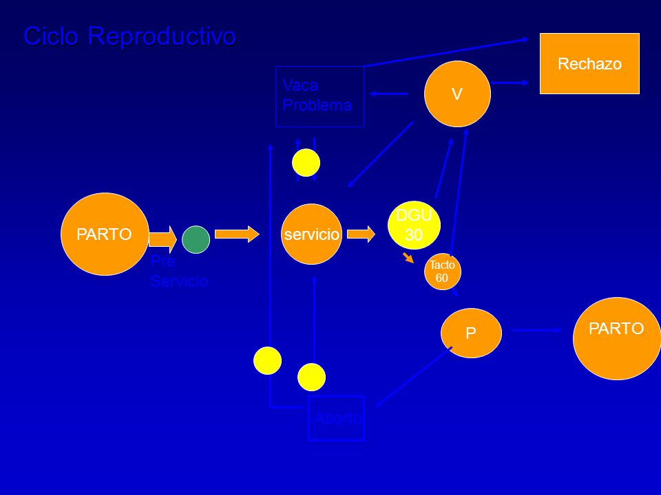Ciclo Reproductivo Rechazo Vaca V Problema DGU PARTO servicio 30 Pre