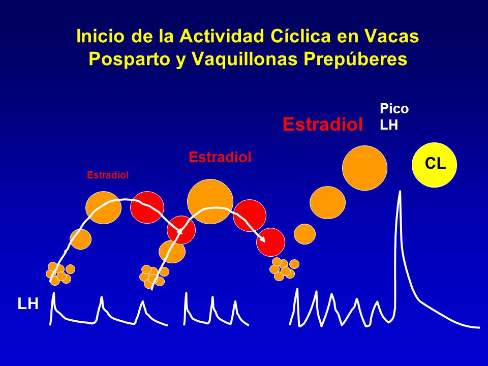 Inicio de la Actividad Cíclica en Vacas Posparto y Vaquillonas Prepúberes
