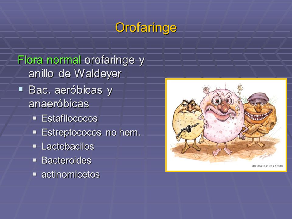 Orofaringe Flora normal orofaringe y anillo de Waldeyer