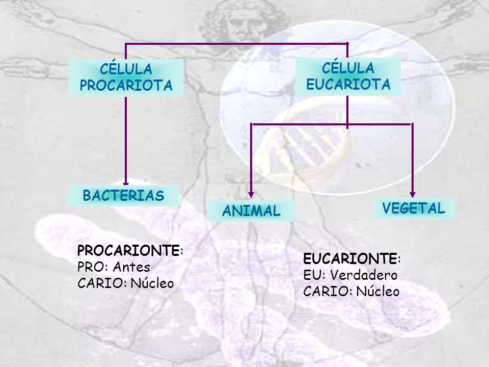 ANIMAL BACTERIAS. VEGETAL. CÉLULA. PROCARIOTA. EUCARIOTA. PROCARIONTE: PRO: Antes. CARIO: Núcleo.