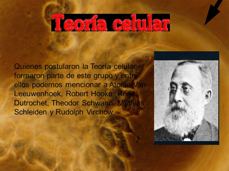 Quienes postularon la Teoría celular formaron parte de este grupo y entre ellos podemos mencionar a Atonie Van Leeuwenhoek, Robert Hooke, René Dutrochet, Theodor Schwann, Mathias Schleiden y Rudolph Virchow.