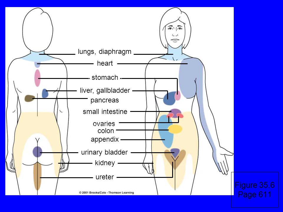 Figure 35.6 Page 611 lungs, diaphragm heart stomach liver, gallbladder