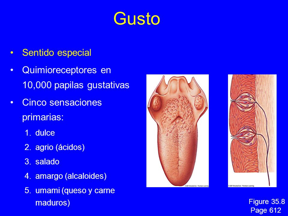 Gusto Sentido especial Quimioreceptores en 10,000 papilas gustativas
